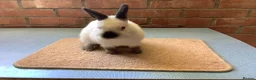 Netherland Dwarf rabbits for sale: Bunny with hutch - Advert 3