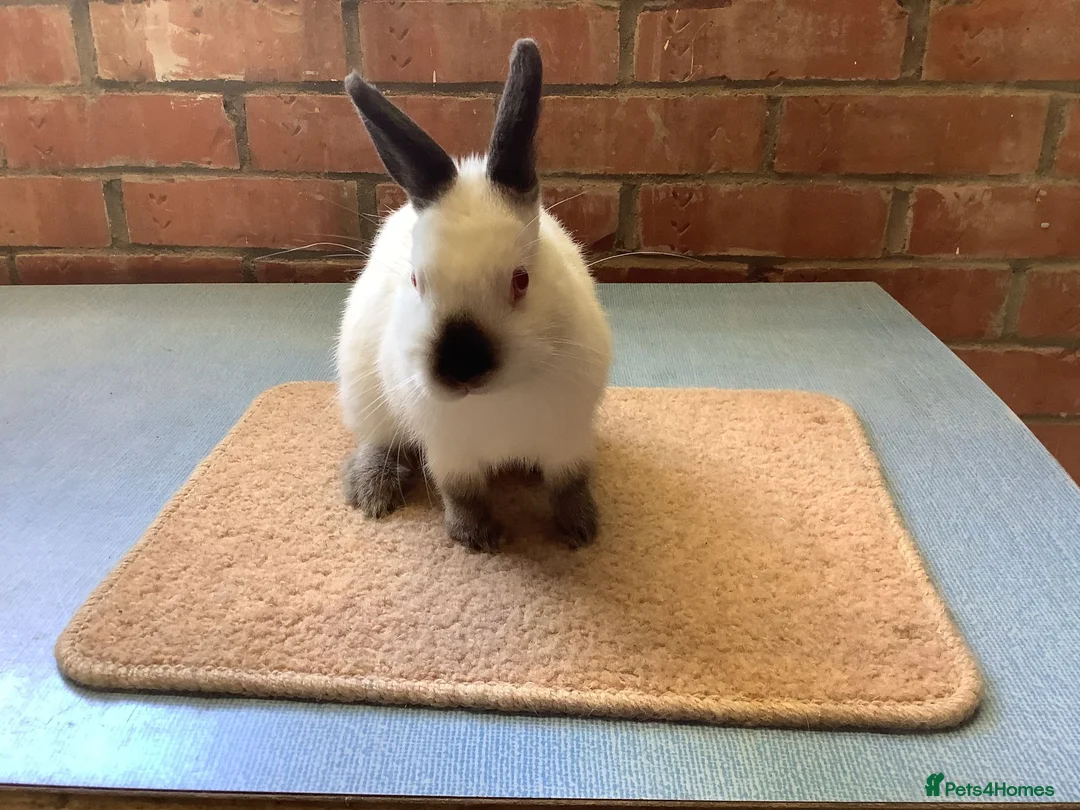 Netherland Dwarf rabbits for sale: Bunny with hutch - Advert 3