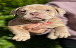 Olde English Bulldogge dogs for sale: Stunning Old English Bulldog Pups NEBBR Registered - Image 9