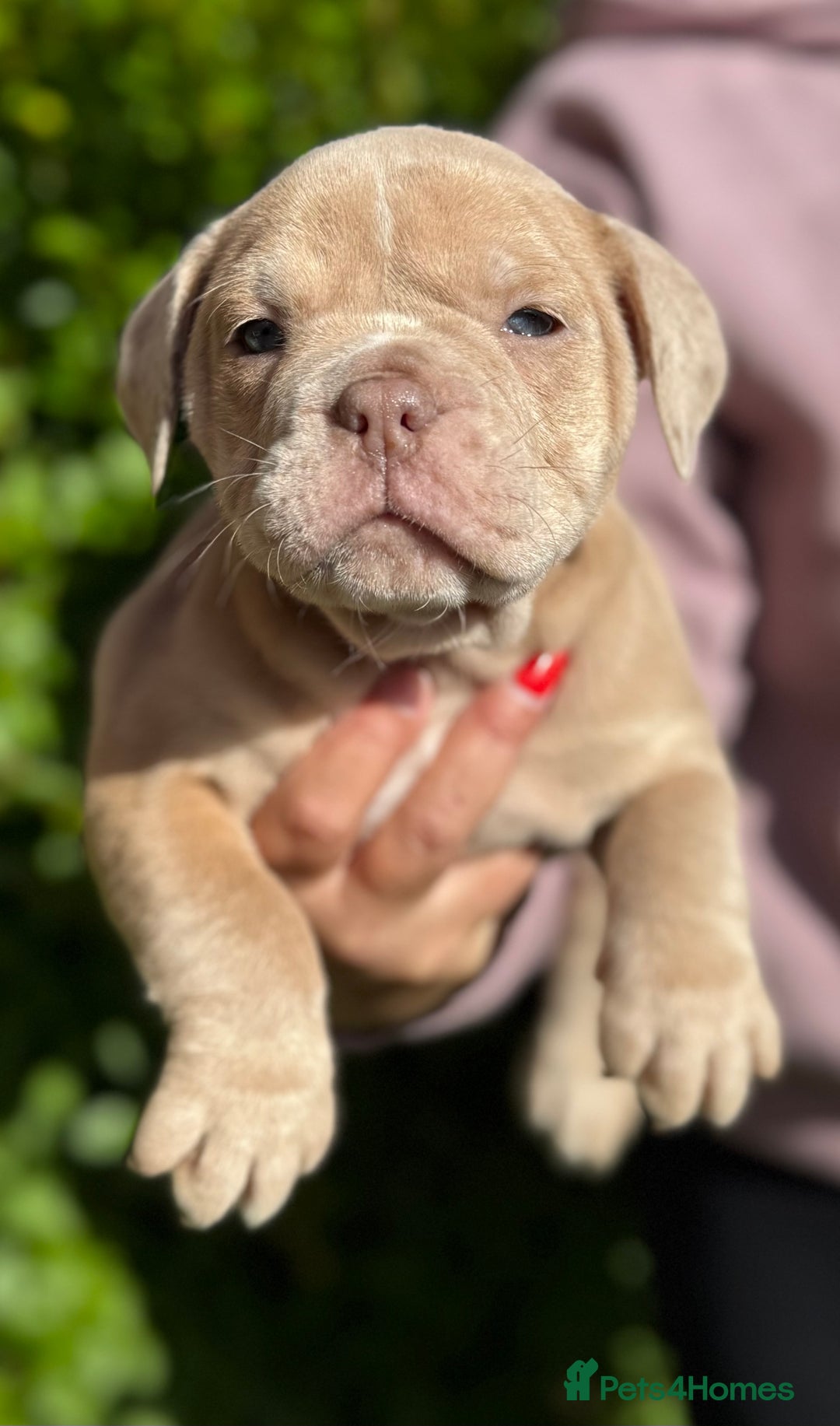 Olde English Bulldogge dogs for sale: Stunning Old English Bulldog Pups NEBBR Registered - Image 9