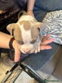 American Bully Puppy 9 light blue collar