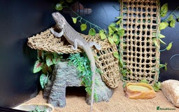 Bearded Dragon reptiles for sale: Zero Bearded Dragon plus full setup - Image 11