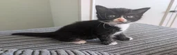 Domestic Shorthair cats for sale: 6 adorable kittens  - Advert 12