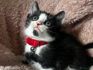 Domestic Shorthair cats Ready to reserve tiger bengals😍 - Advert 4