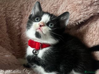 Domestic Shorthair cats Ready Now Tuxedo x Tiger bengals😍 - Advert 2