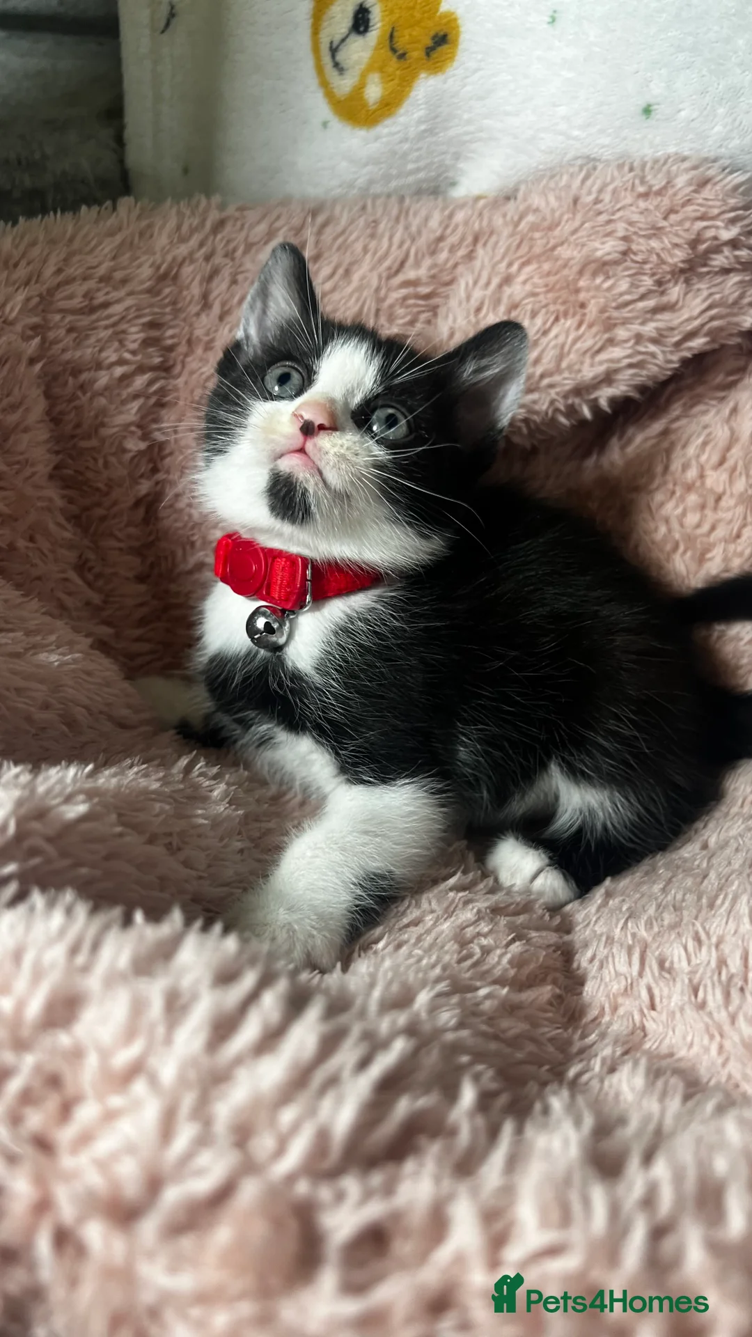 Domestic Shorthair cats for sale: Tuxedo Boy Ready To go Now❤️ - Advert 5