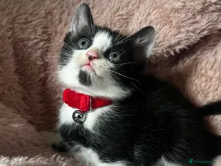 Domestic Shorthair cats Tuxedo Boy Ready To go Now❤️ - Advert 16