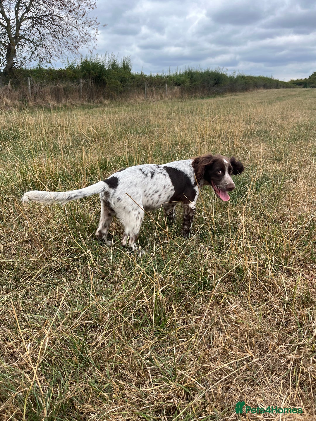 Sprocker dogs for sale: Sprocker spaniel puppy - Image 3