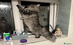 Maine Coon cats for sale: Maine coon girl stunning  - Image 3