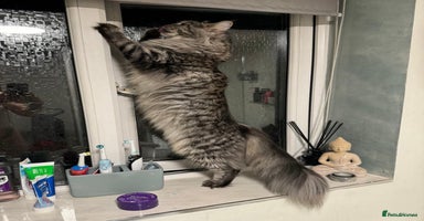 Maine Coon cats - Advert 16