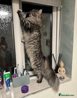 Maine Coon cats - Advert 16