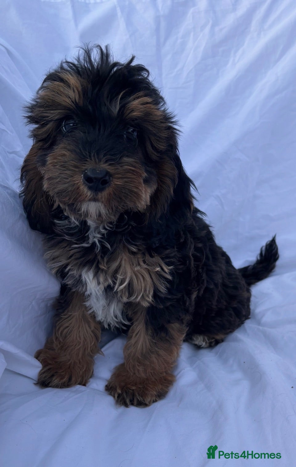 Cockapoo dogs Gorgeous cockapoo puppies - Advert 2