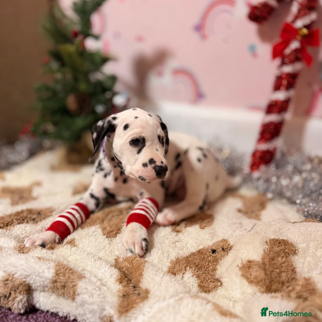 Dalmatian dogs for sale: 🐾Our Last Boy looking for forever home 🐶 💙 - Advert 30