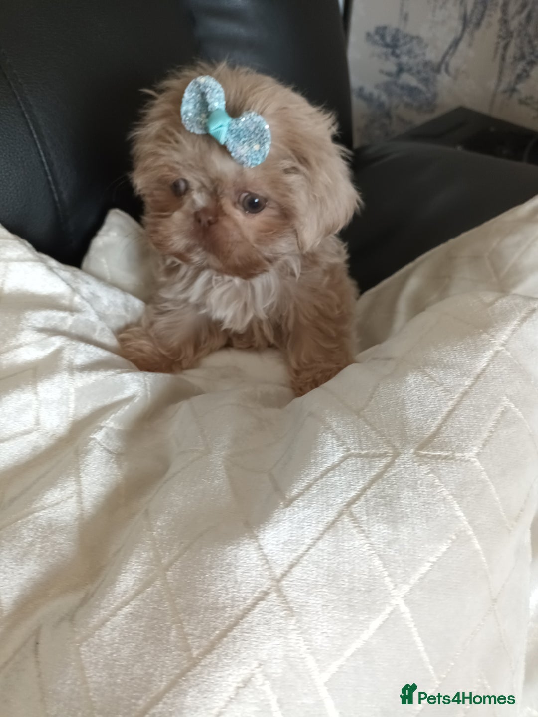 Shih Tzu dogs for sale: Tiny miniature shihtzu  - Image 1