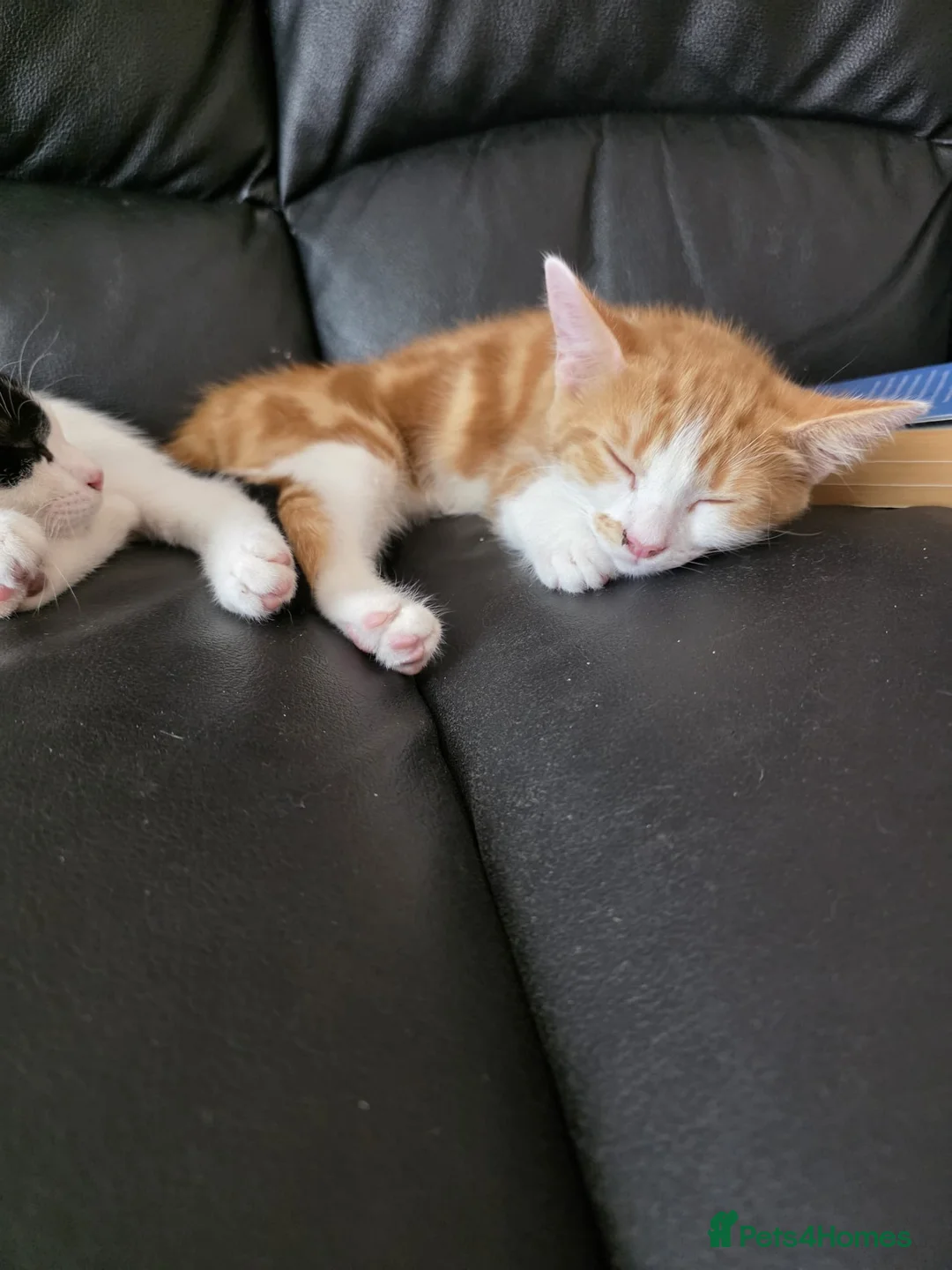 British Shorthair cats for sale:  5/2 month old British Shorthair  - Advert 4