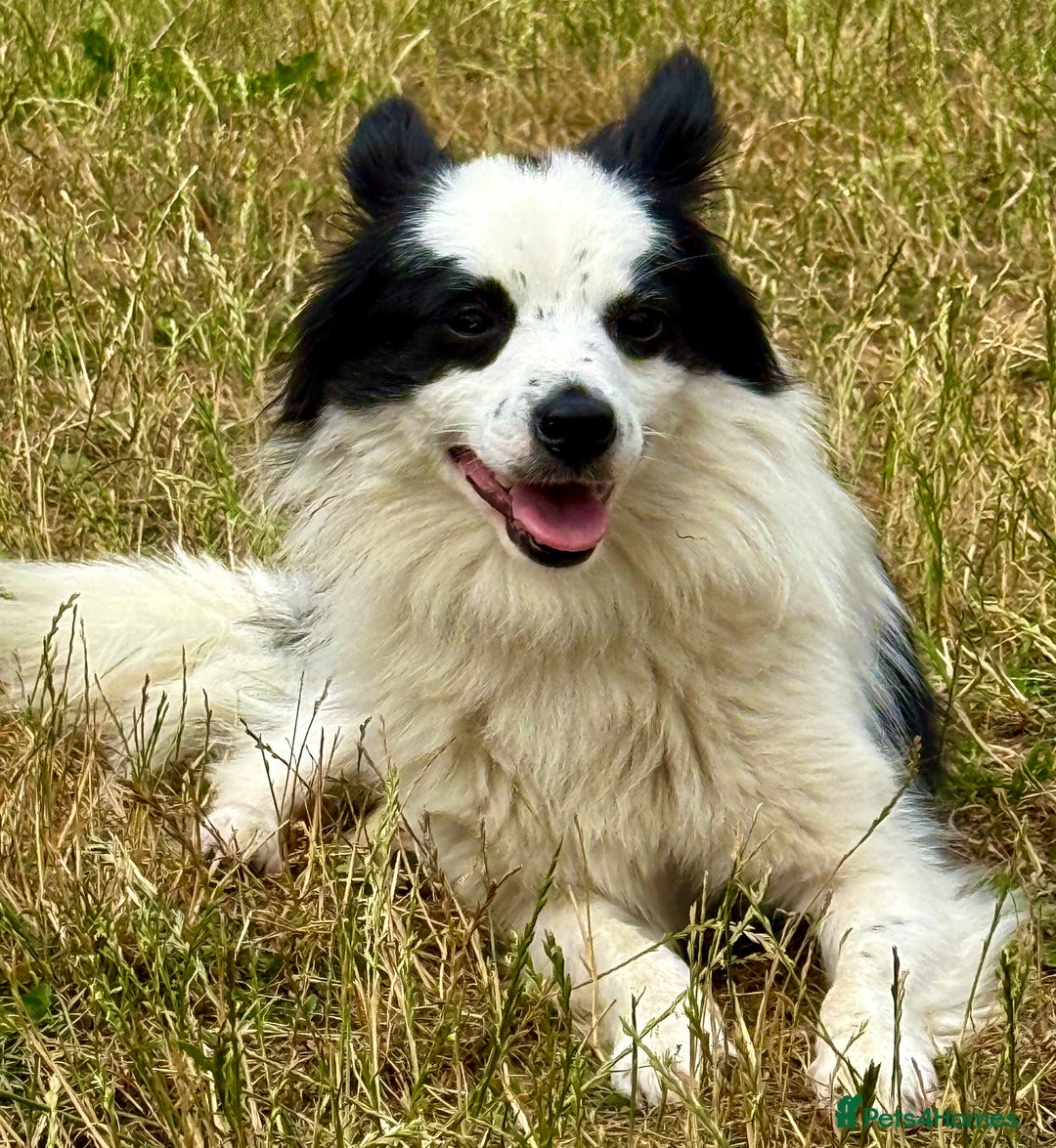 Chihuahua dogs for adoption: Toffy in West Malling - Image 2