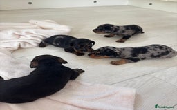 Mixed Breed dogs for sale: 5 Adorable miniature dapple schnoxie puppies - Image 7