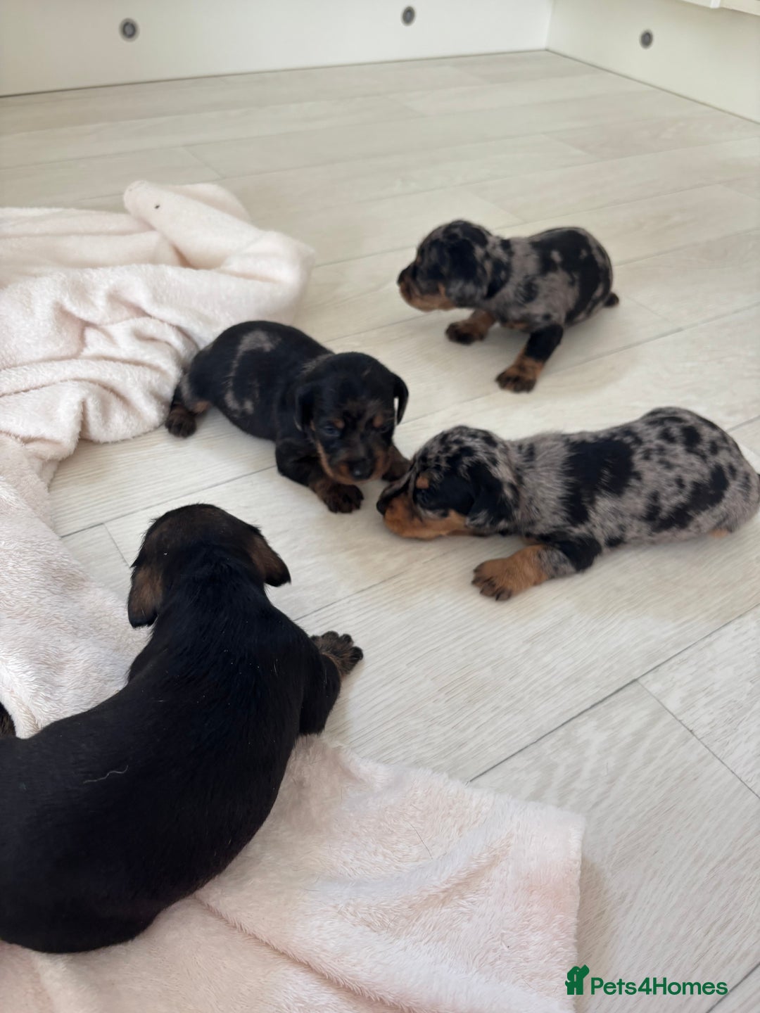 Mixed Breed dogs for sale: 5 Adorable miniature dapple schnoxie puppies - Image 7