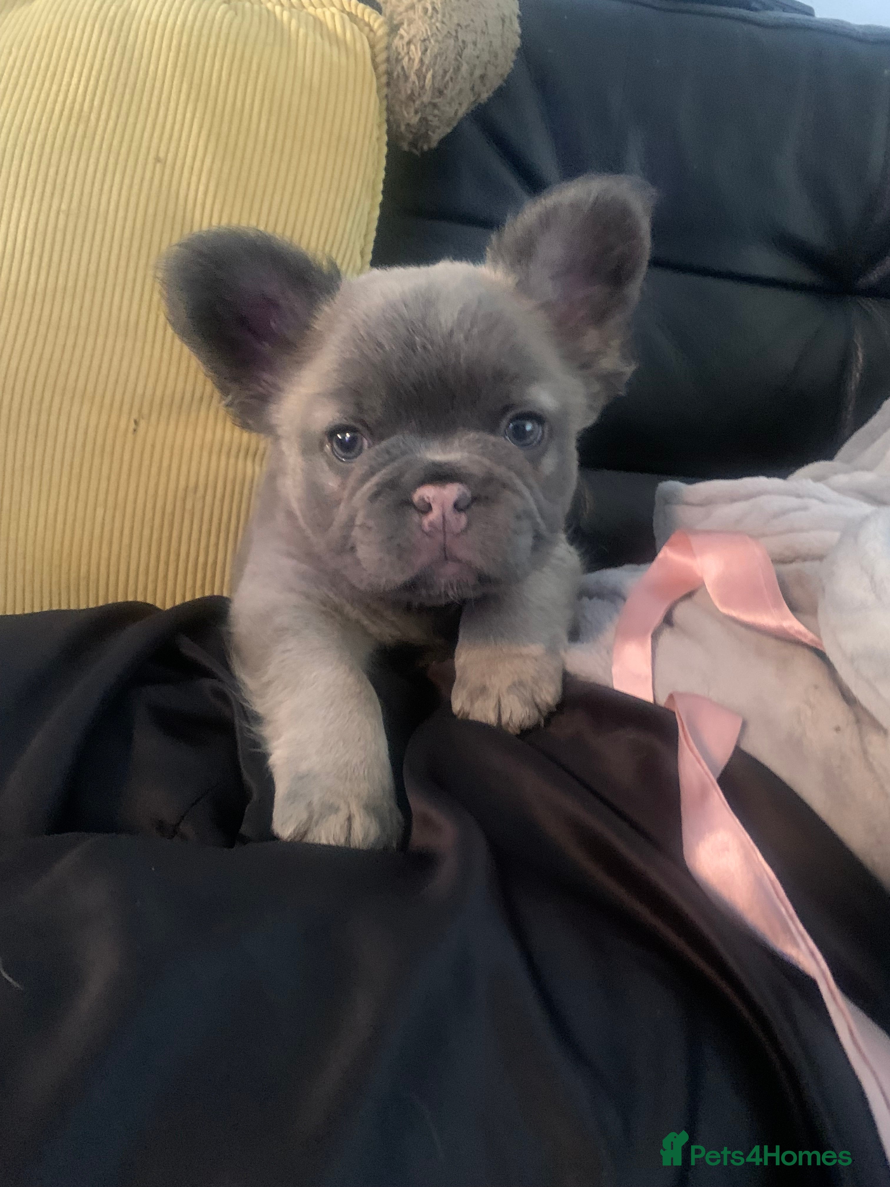 French Bulldog dogs Male intact Furry Frenchie  - Advert 12
