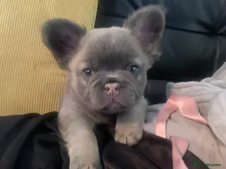 French Bulldog dogs Male intact Furry Frenchie - Advert 16