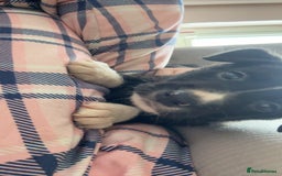 Mixed Breed dogs for sale: Females pups, rehoming ASAP - Image 4