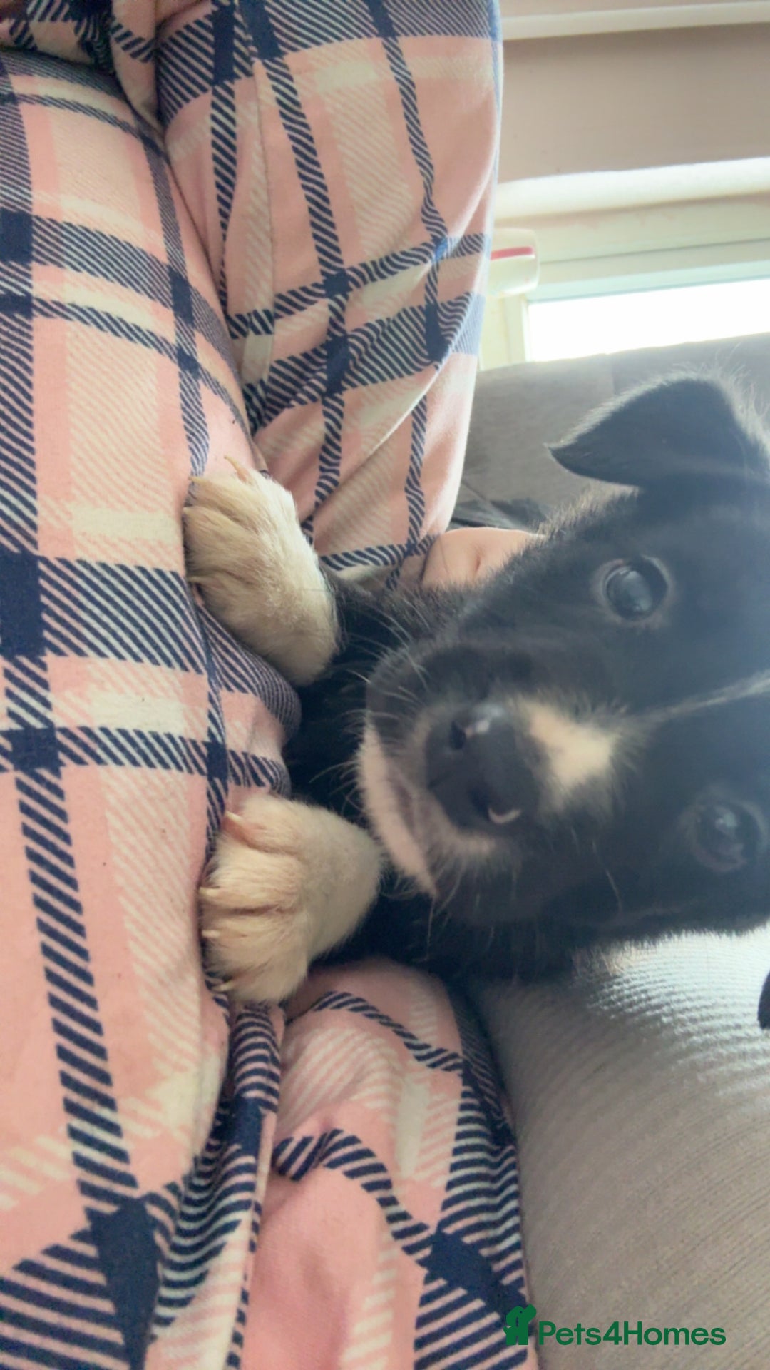 Mixed Breed dogs for sale: Females pups, rehoming ASAP - Image 4