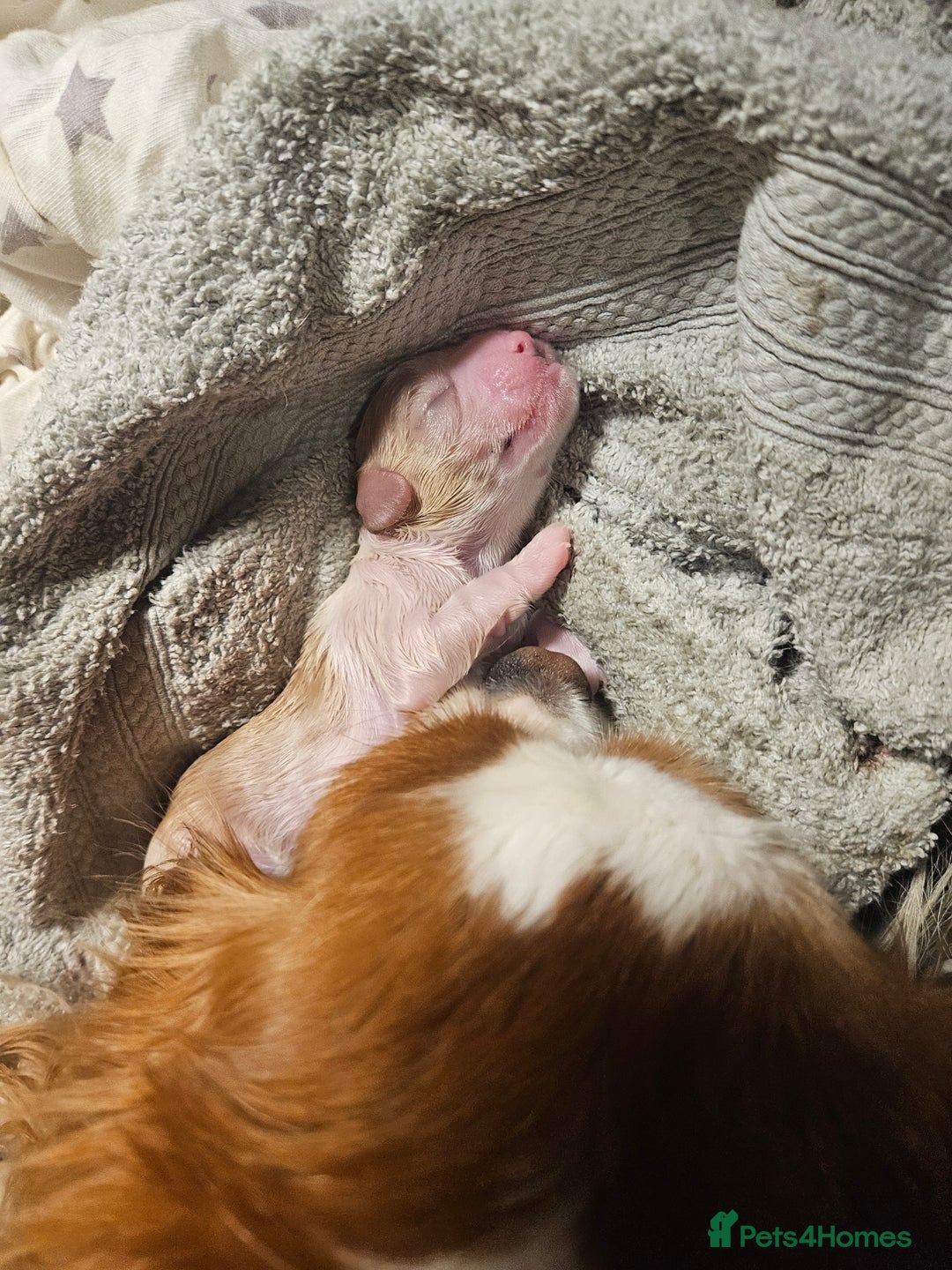 Mixed Breed dogs for sale: Adorable Cavapoo Puppies 🐶  - Image 15