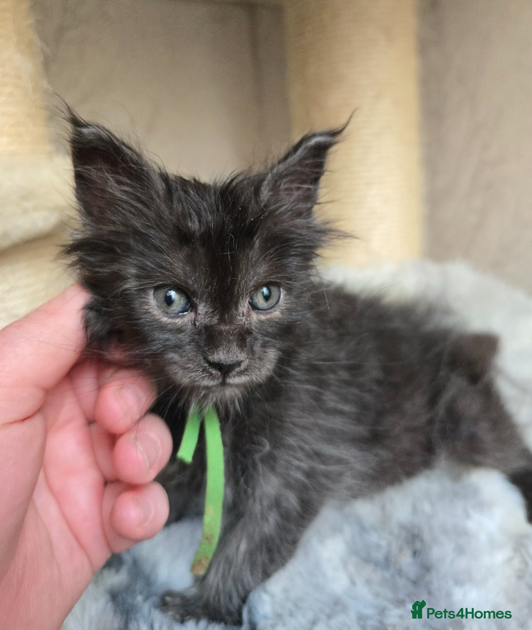 Maine Coon cats Hand Reared Black Smoke Maine Coon Kittens - Advert 15
