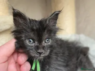Maine Coon cats Hand Reared Black Smoke Maine Coon Kittens - Advert 15