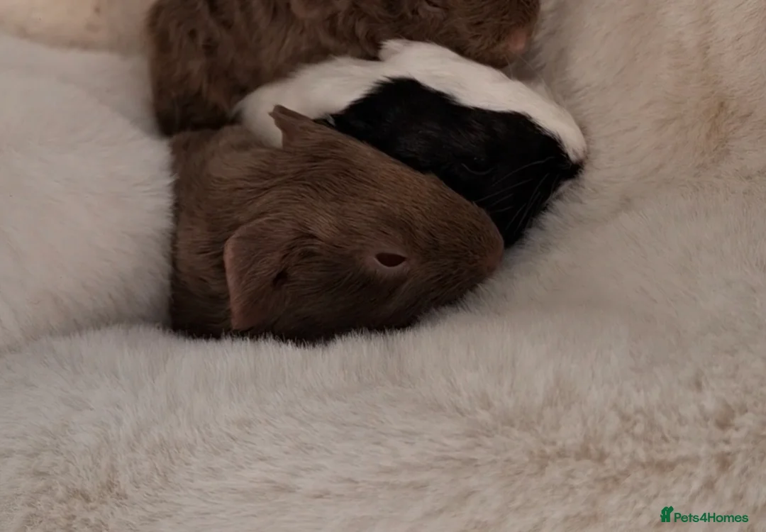Guinea Pig rodents for sale: Bonded pair of female guinea pigs  - Advert 1