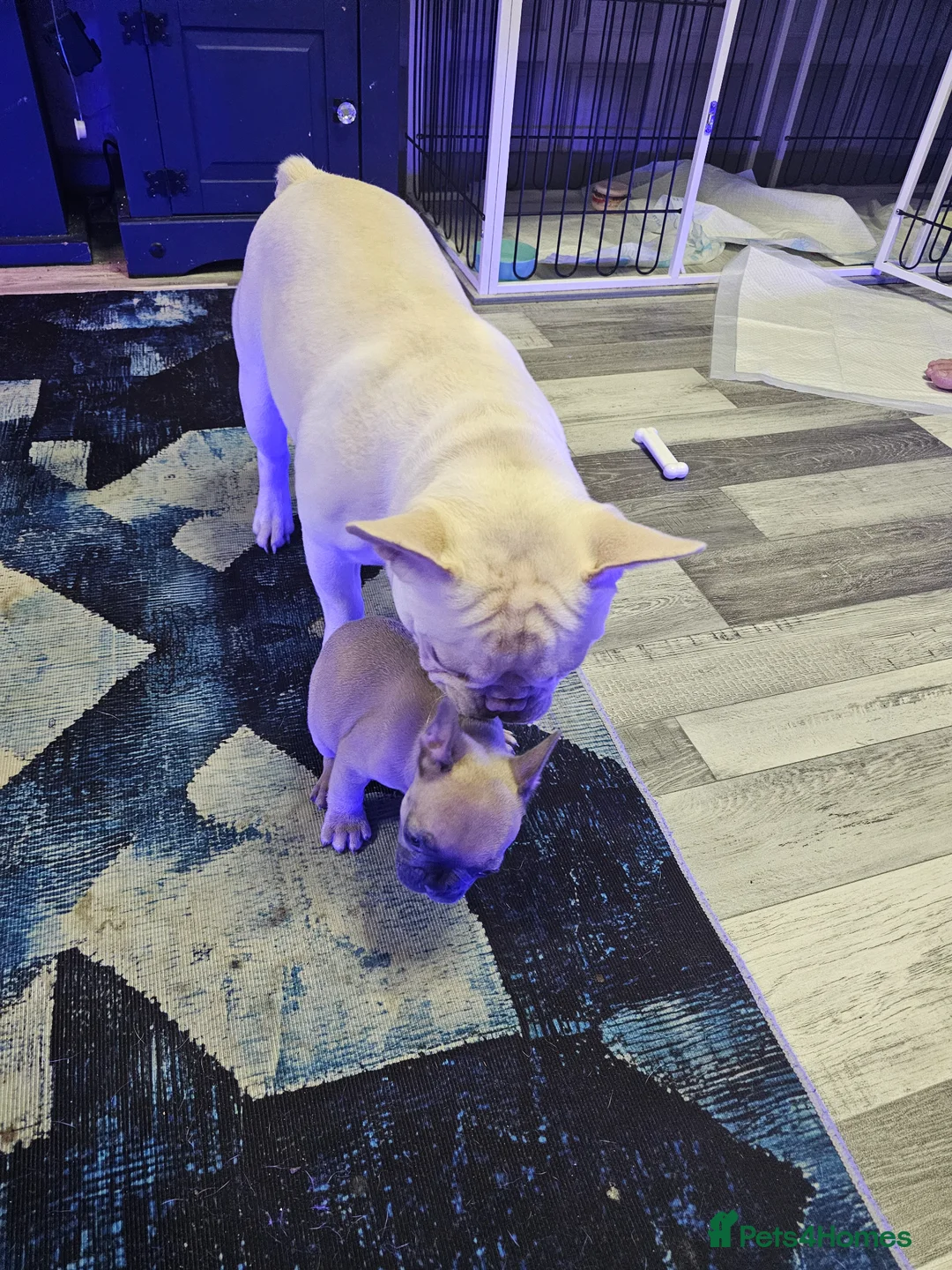 French Bulldog dogs for sale: French bulldog female  - Advert 9