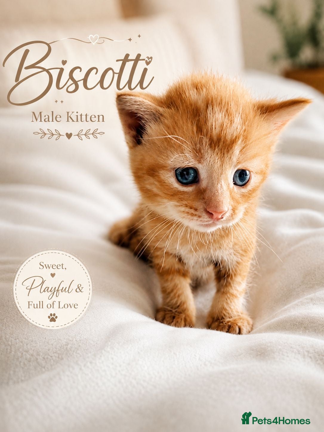 British Shorthair cats Beautiful Kittens 🐾Well Socialised, Loving  Pets - Advert 1