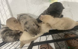 Chow Chow dogs for sale: Chow chow pups - Image 5