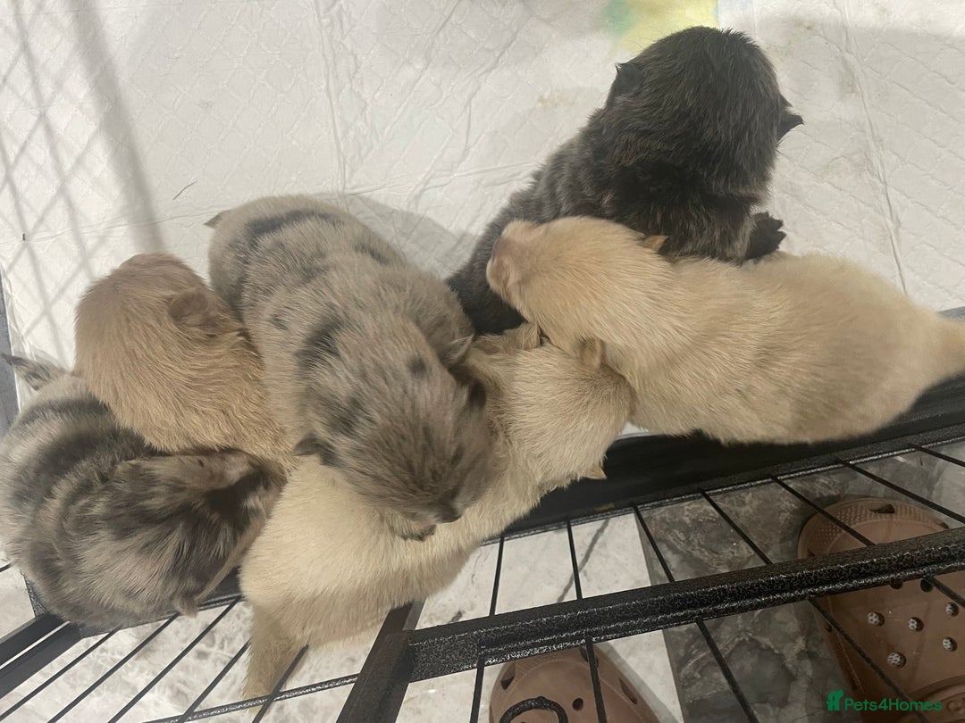 Chow Chow dogs for sale: Chow chow pups - Image 5