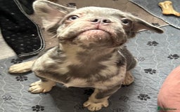 French Bulldog dogs for sale: x2 boys🔥🐾Ready Now🔥🐾Fluffy French bulldogs🔥🐾 in Rotherham - Image 23