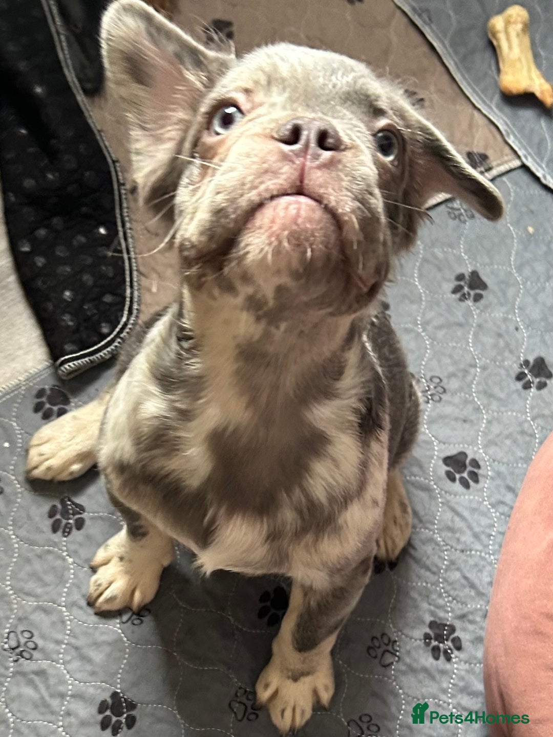French Bulldog dogs for sale: x2 boys🔥🐾Ready Now🔥🐾Fluffy French bulldogs🔥🐾 in Rotherham - Image 23