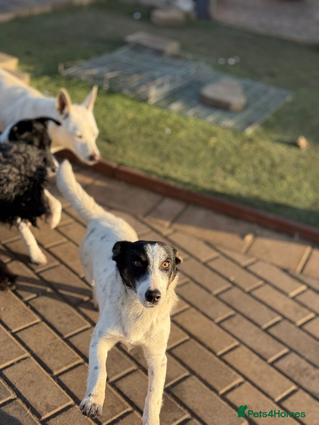 Mixed Breed dogs for adoption: Gorgeous little Andor looking for love - Advert 25