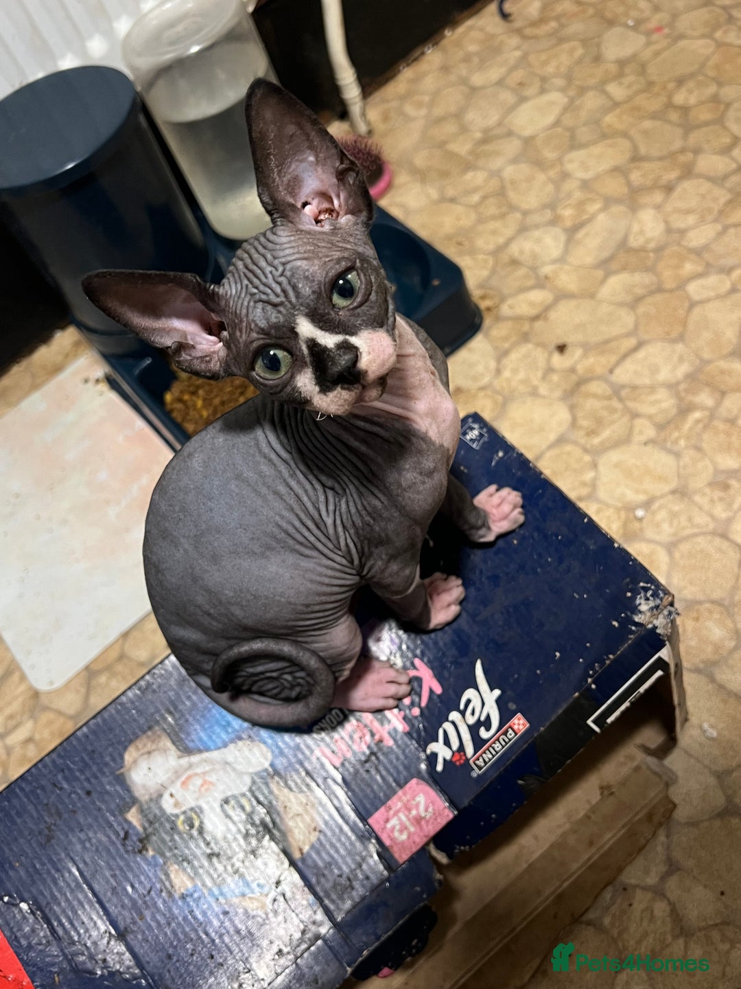 Sphynx cats for sale: 2 girls & 2 boys for sale  - Advert 7