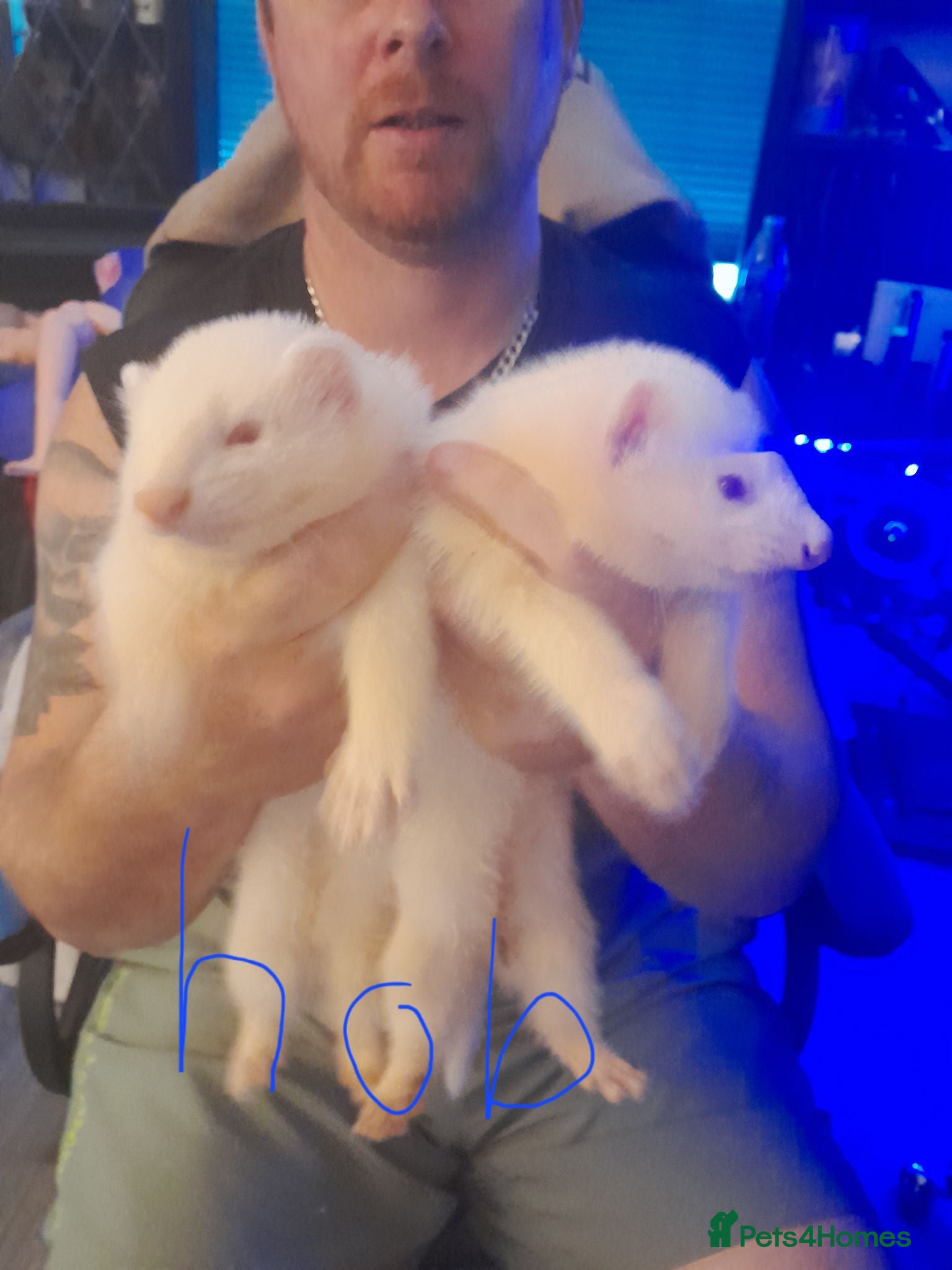 Ferret rodents 3 hobs albino and 1 jill albion - Advert 1