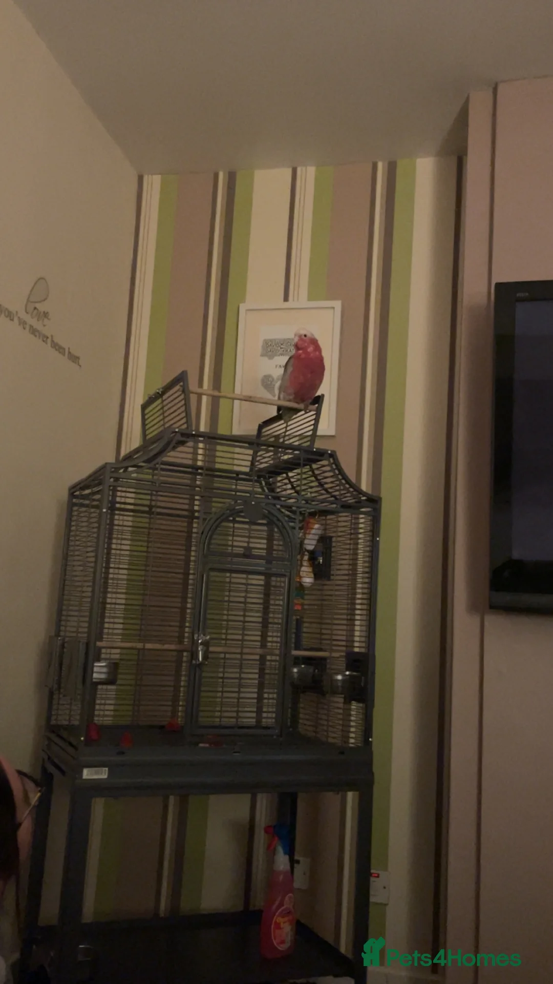 Cockatoo birds for sale: Galah cockatoo in Halifax - Advert 6