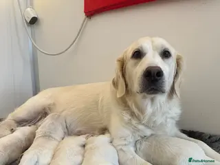 Golden Retriever dogs Female Cream Golden Retriever Puppies - Advert 4