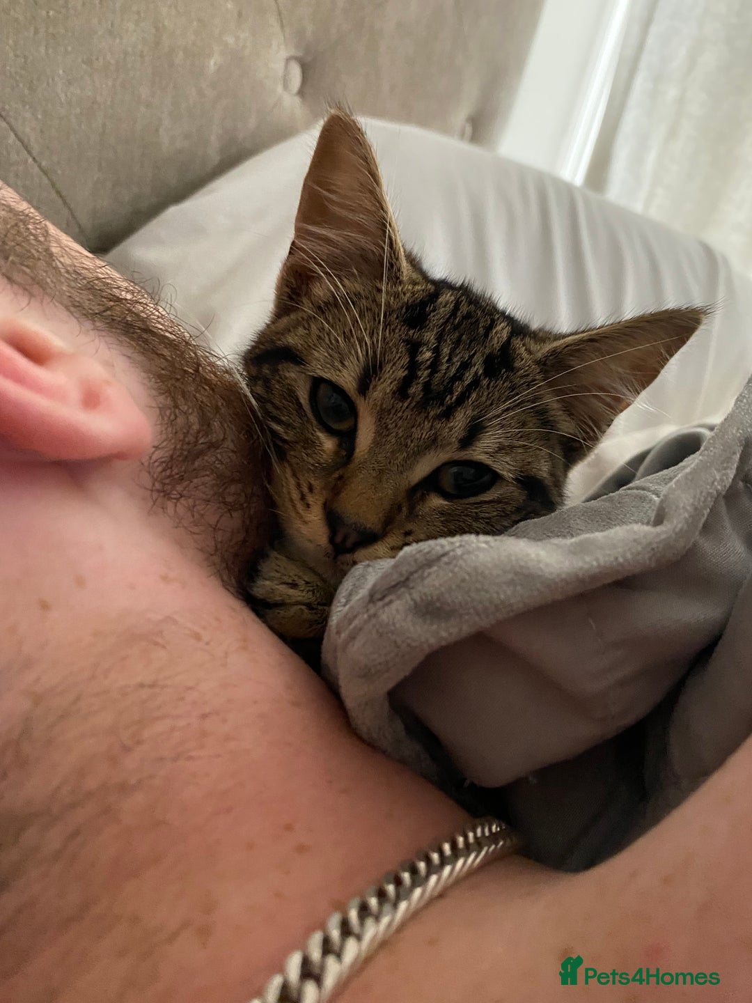 American Bobtail cats for sale: 5-6 month old cat looking for new home. - Image 2