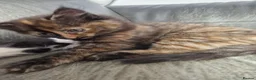 Mixed Breed cats for sale: 5 beautiful kittens - Advert 19
