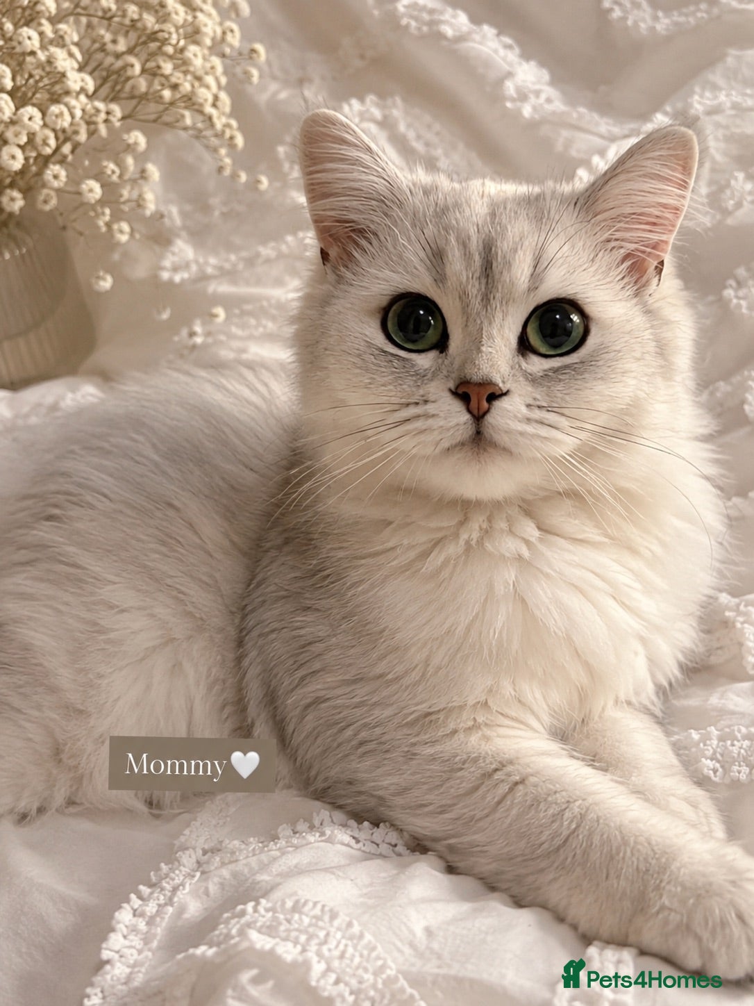 Mixed Breed cats 💙🌸FOUR PERSIAN/RAGDOLL KITTENS🌸💙 - Advert 2