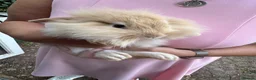 Lionhead rabbits for sale: Lop lionheads- ready now - Advert 3