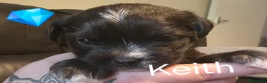 Mixed Breed Puppy 1