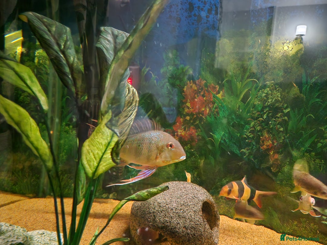 Cichlids fish for sale: Chiclids  - Advert 9