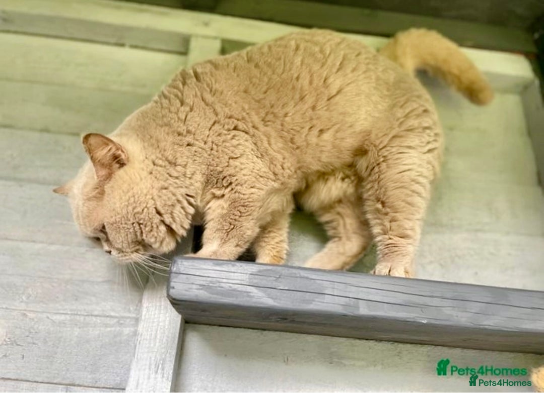 British Shorthair cats for sale: Ready to go amazing kitties  - Advert 15