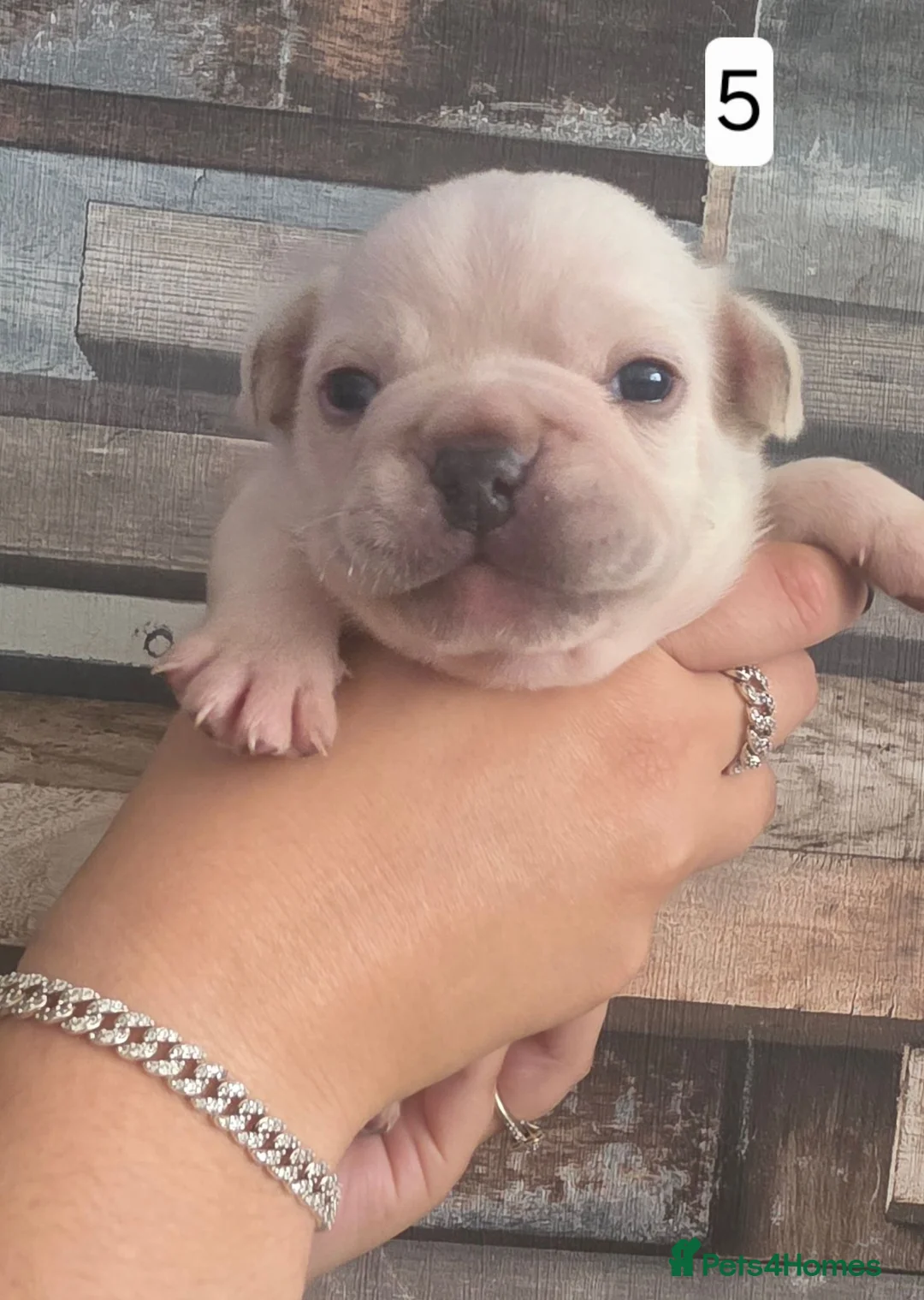 French Bulldog dogs for sale: French bulldog puppies. - Advert 10