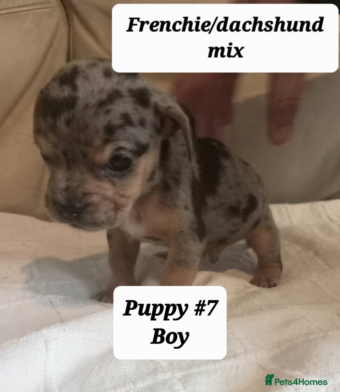 Mixed Breed dogs for sale: Frenchie/Dachshund puppies - Image 3